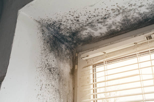 Trusted Attic Mold Removal service in Willow Grove, TX - Cheap Mold Removal